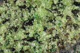 Peridot Crystals in Basalt - Arizona #340223-1